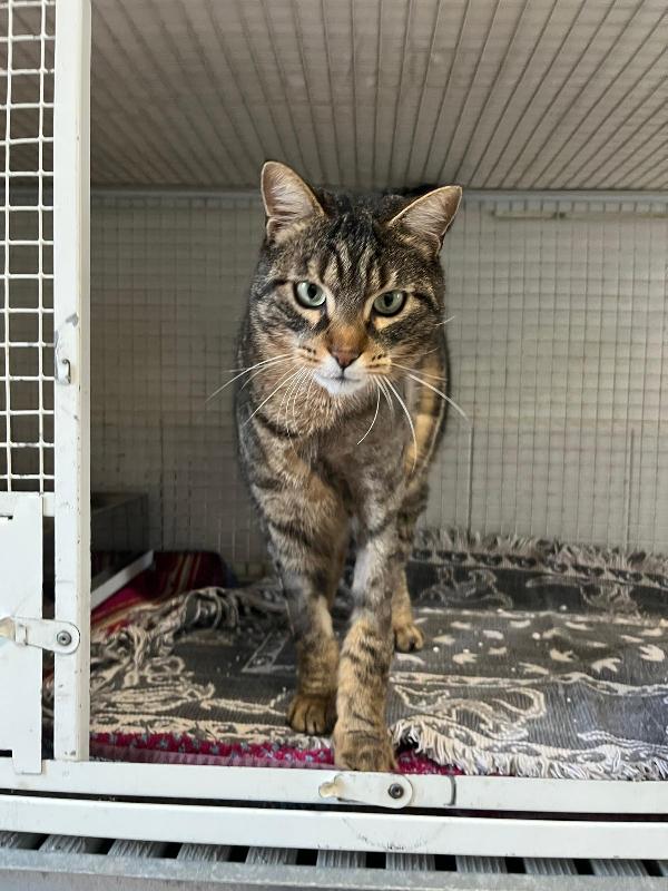 POLLO MICIO TIGRATO Foto 8